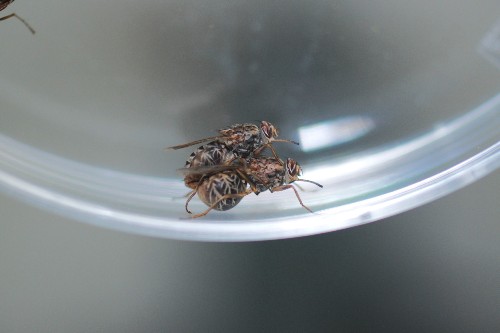 Tsetse flies mating